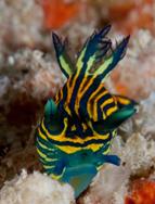 Gan Island Dive Centre - Maldives. Nudibranch.